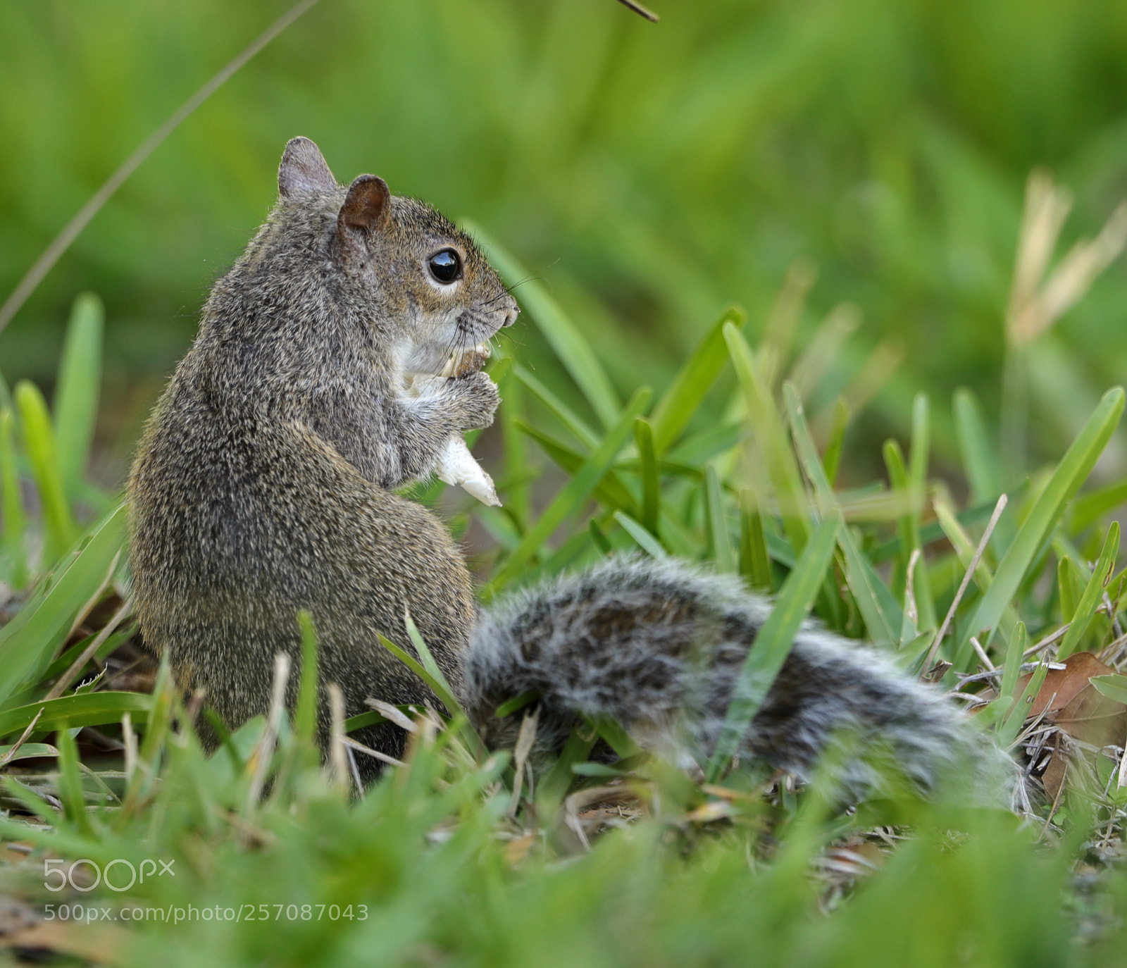 Canon EOS-1D X Mark II sample photo. 05-08-18-0016891.jpg photography