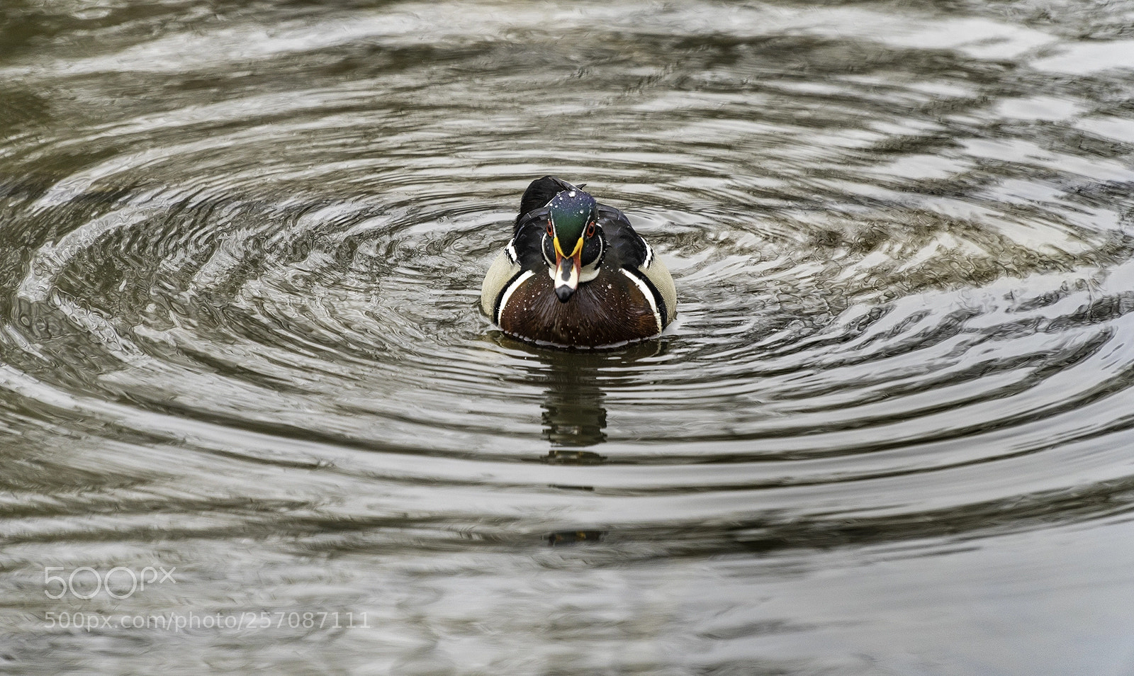 Sony a6500 sample photo. Canard branchu/wood duck photography