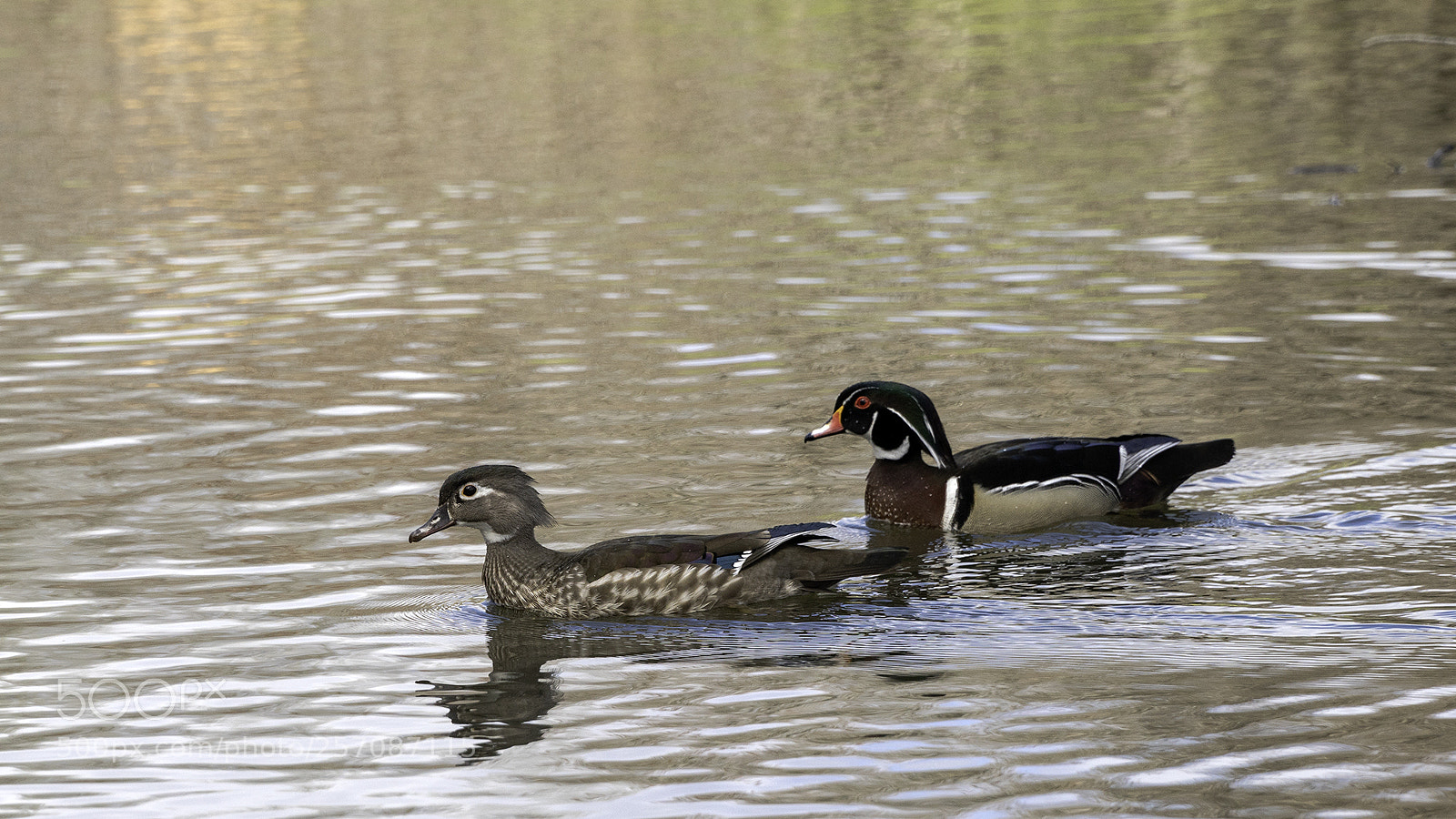 Sony a6500 sample photo. Canard branchu/wood duck photography