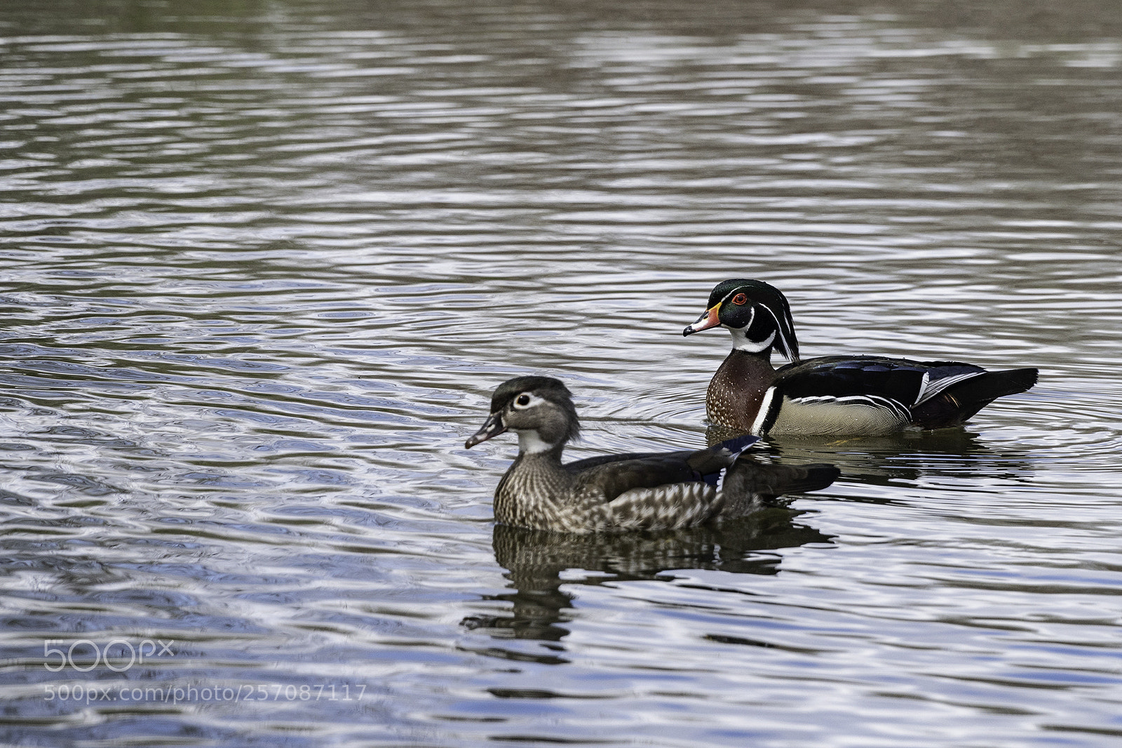 Sony a6500 sample photo. Canard branchu/wood duck photography
