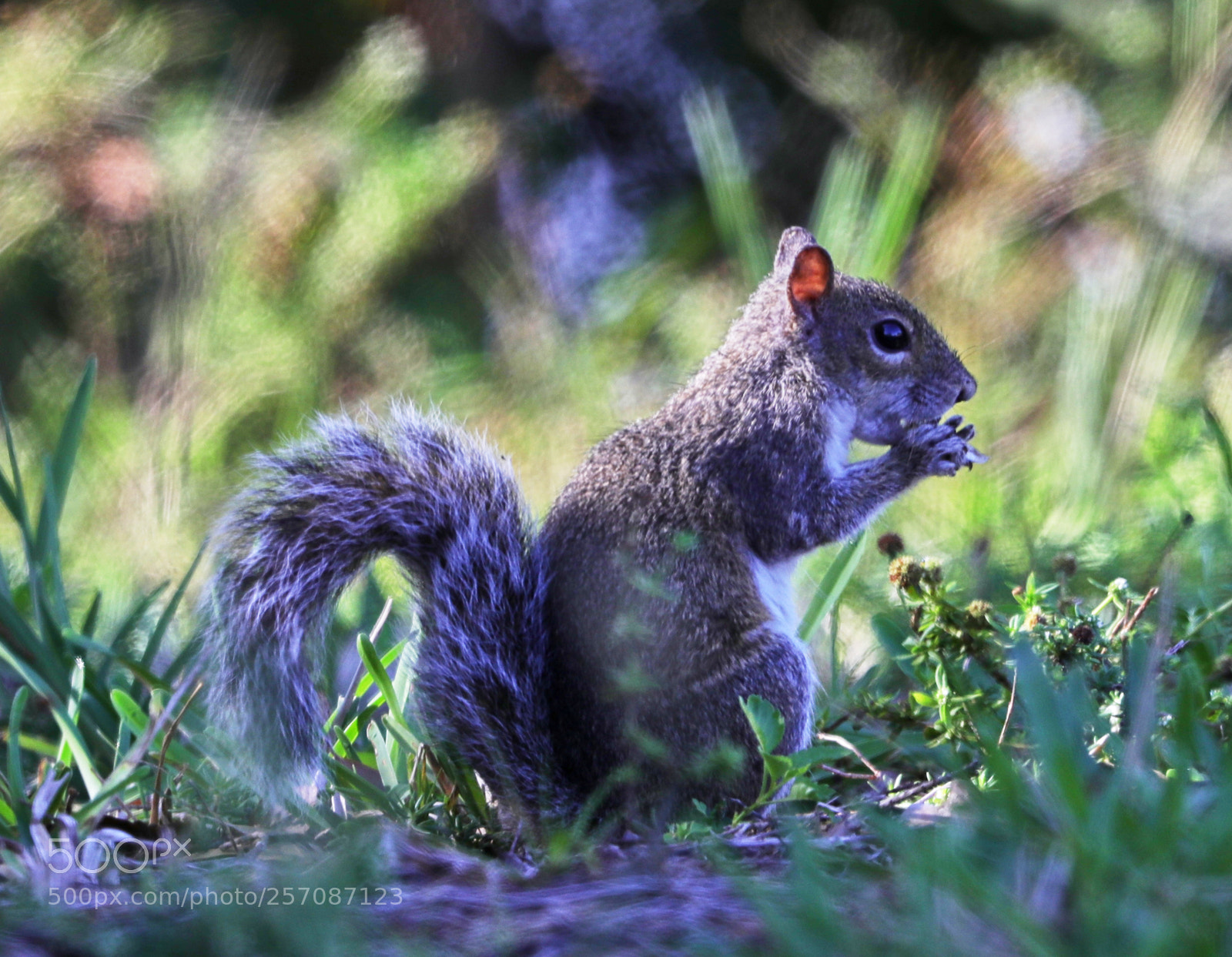 Canon EOS-1D X Mark II sample photo. 05-08-18-0016890.jpg photography