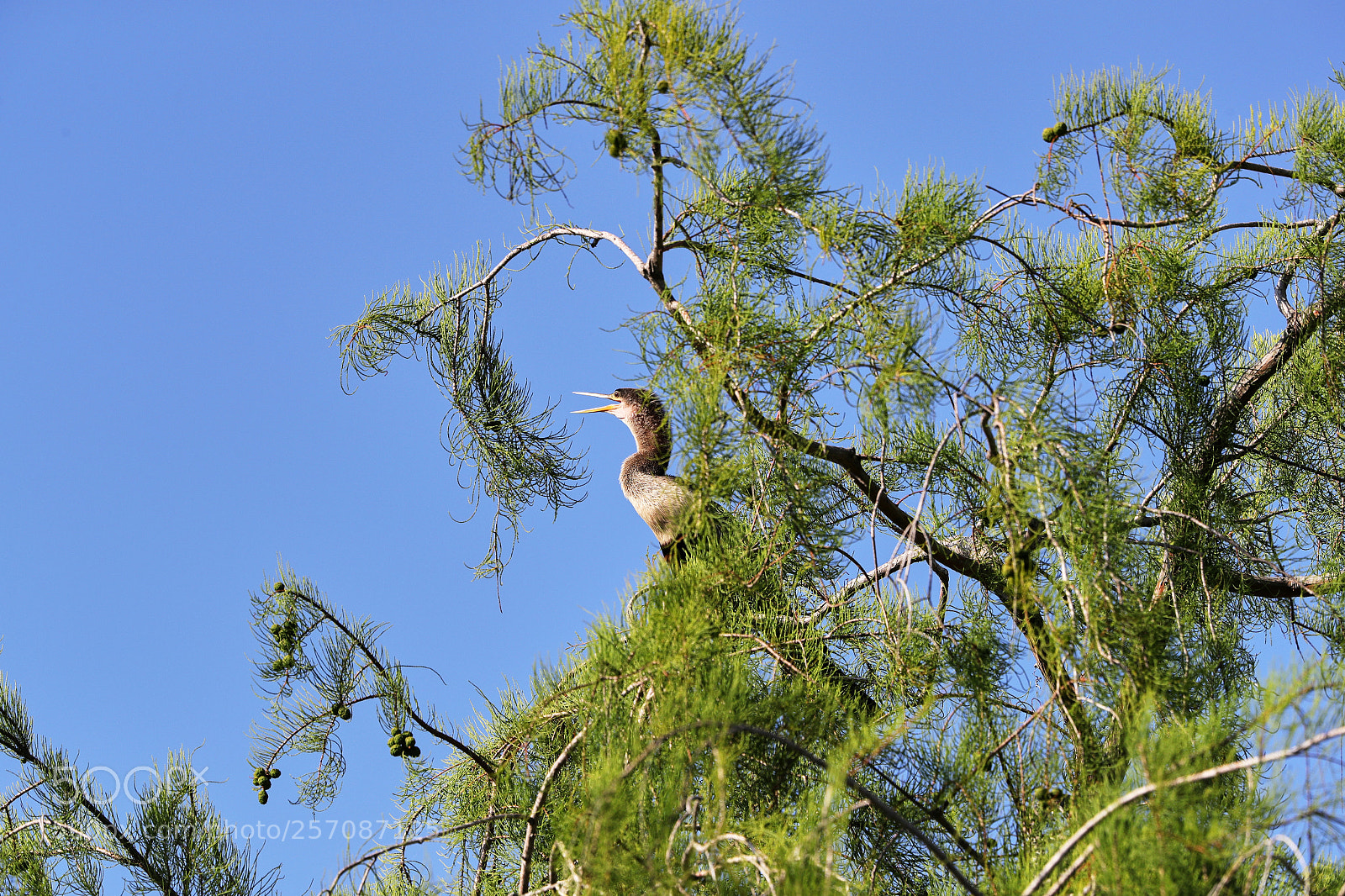 Canon EOS-1D X Mark II sample photo. 05-08-18-0016888.jpg photography