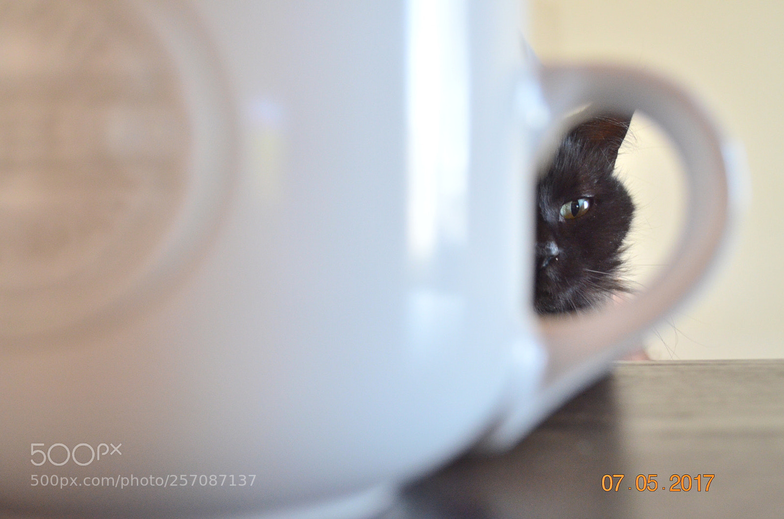 Nikon D5100 sample photo. Csc photography