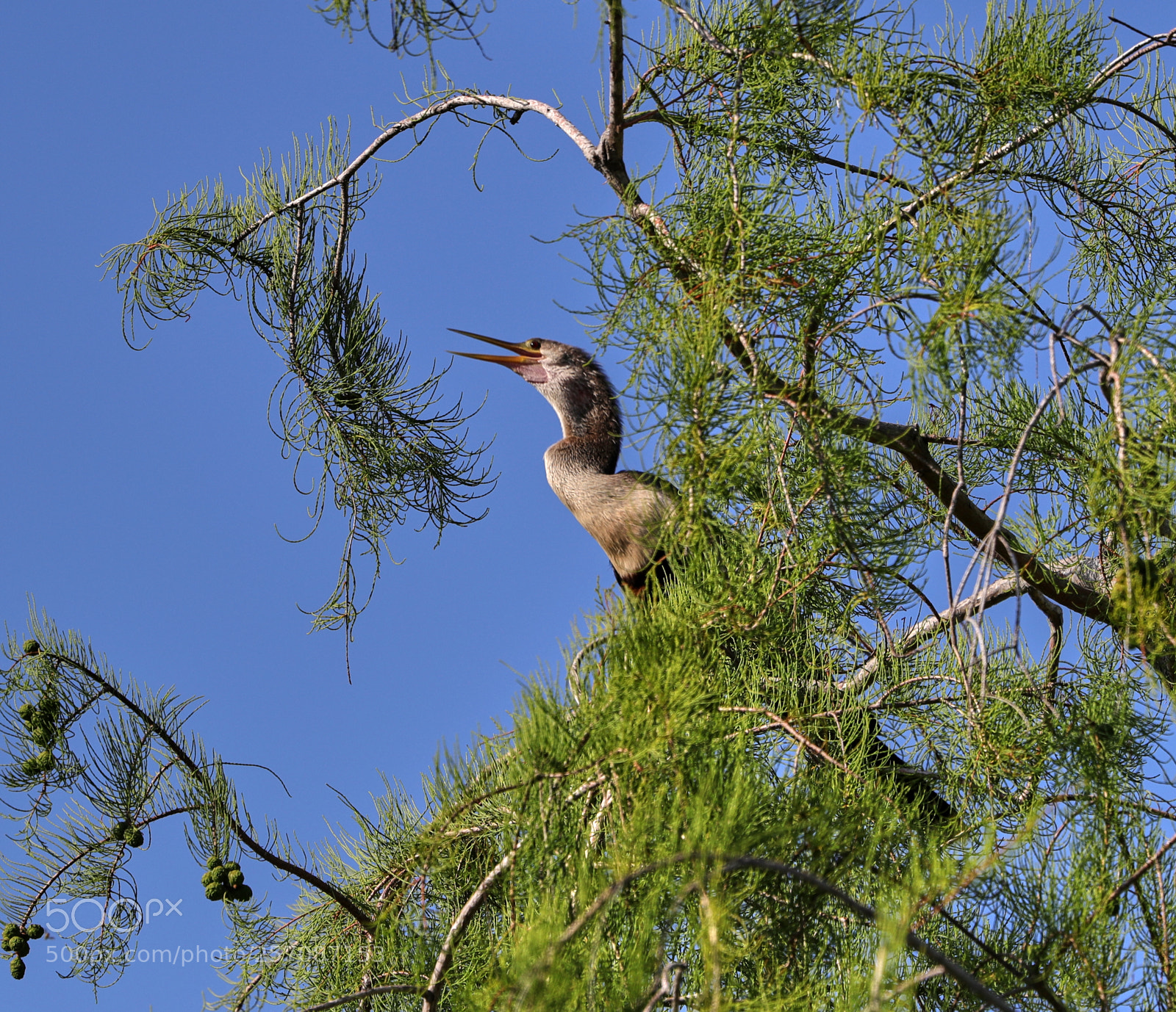 Canon EOS-1D X Mark II sample photo. 05-08-18-0016887.jpg photography