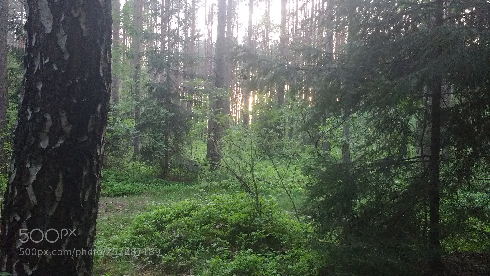 Motorola MotoG3 sample photo. A wi c tam photography