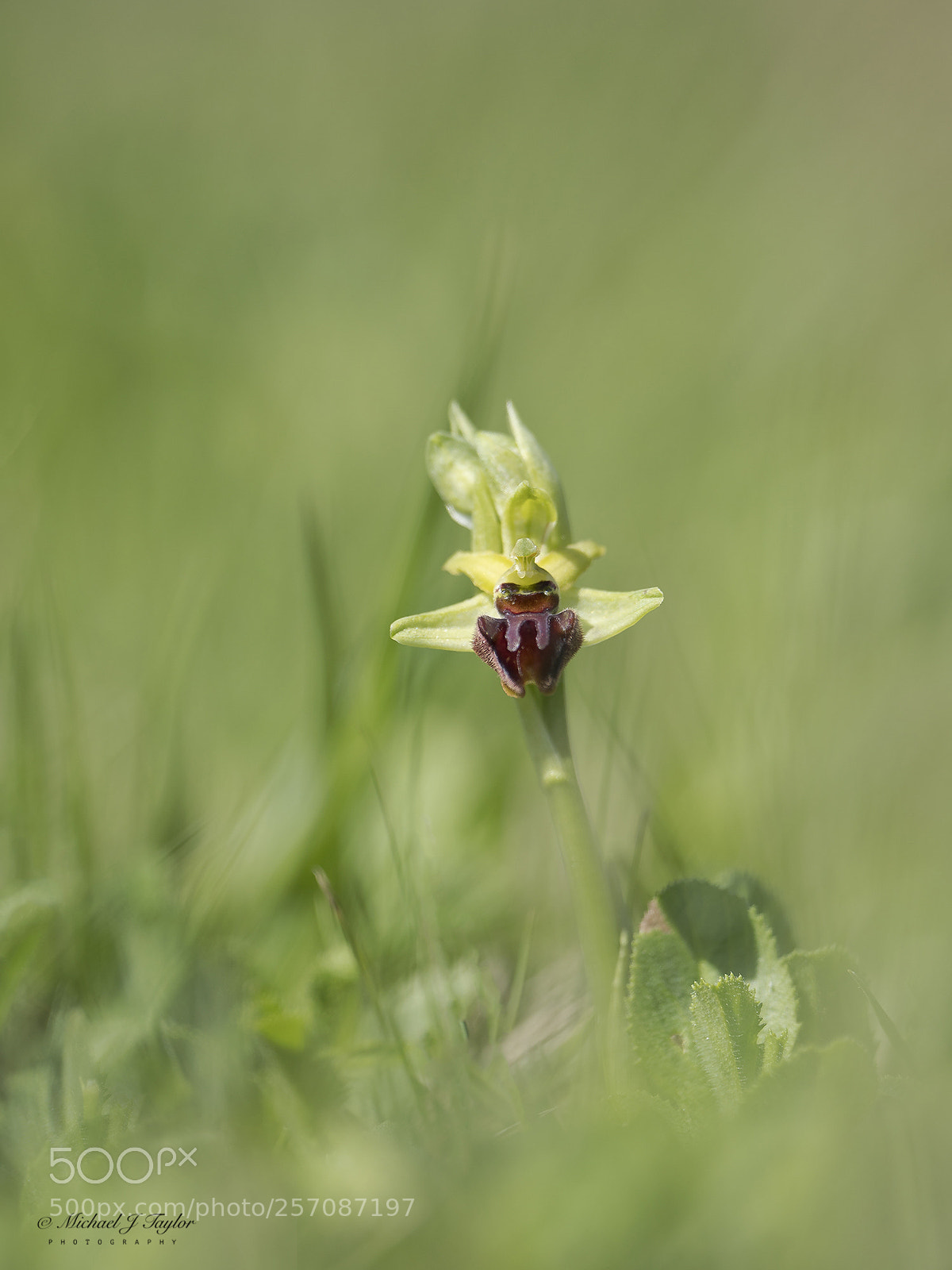 Panasonic Lumix DC-G9 sample photo. Early spider orchid... photography