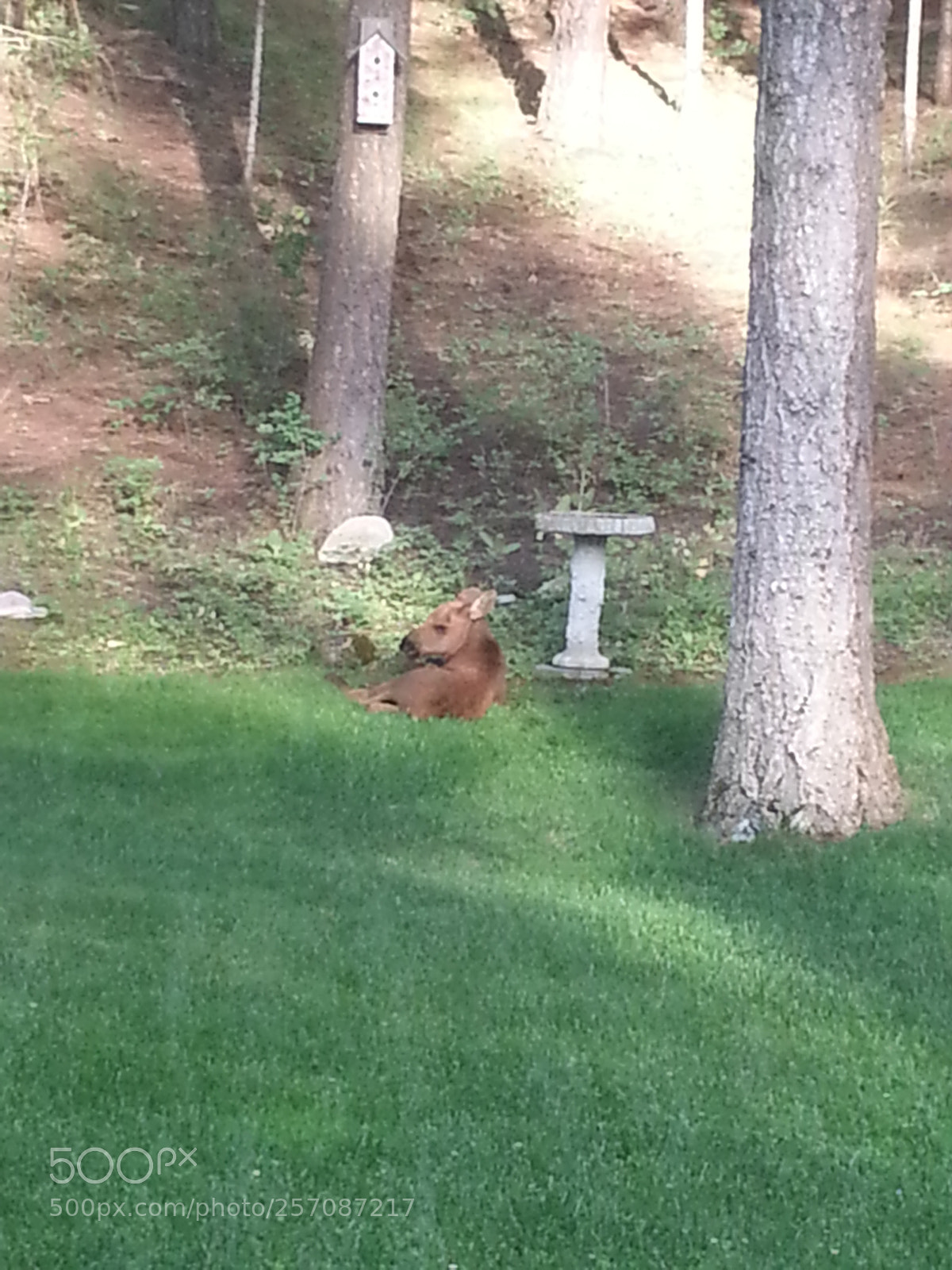 Samsung Galaxy S3 sample photo. Baby moose photography