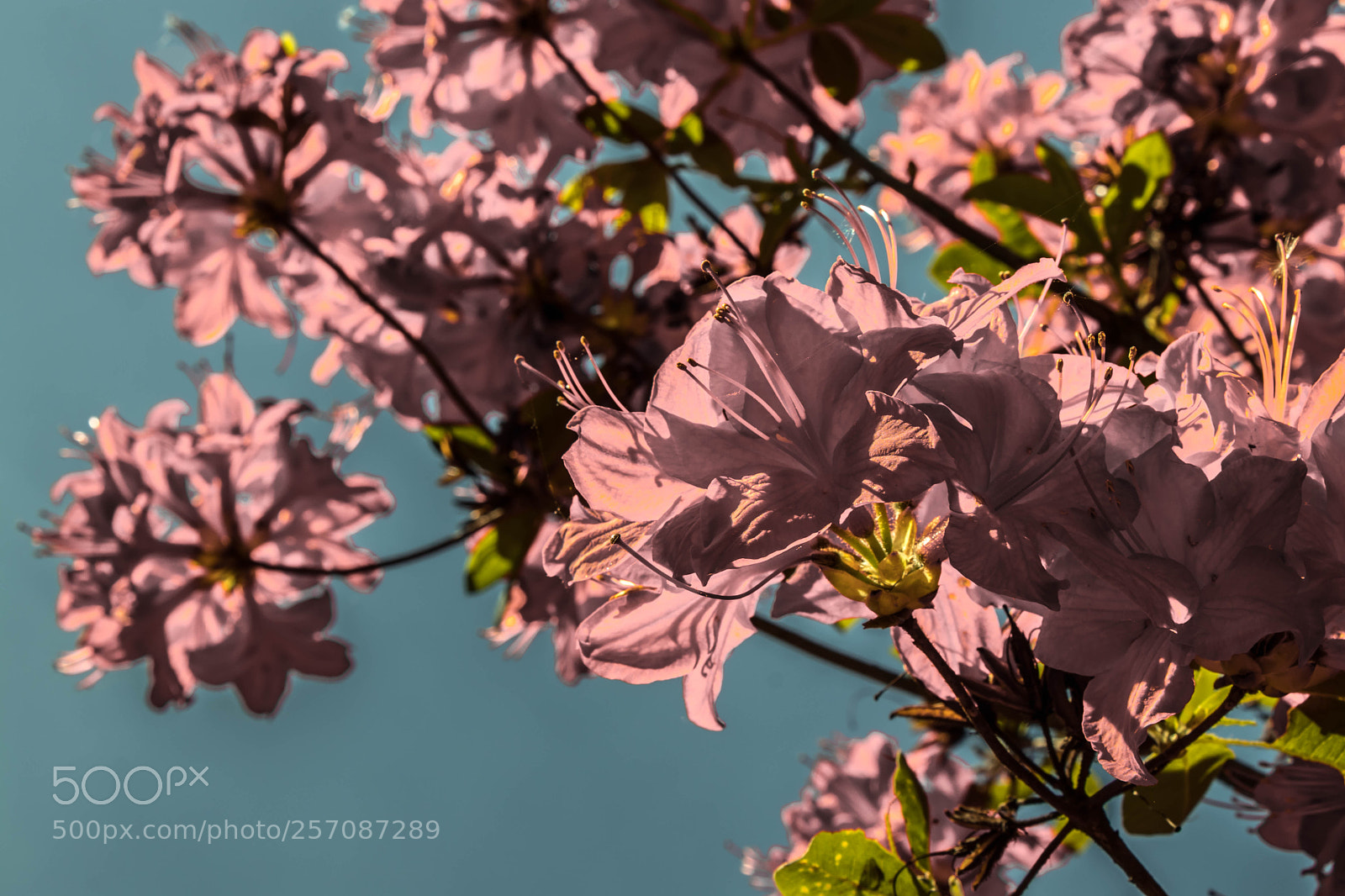 Canon EOS 80D sample photo. Flower power photography