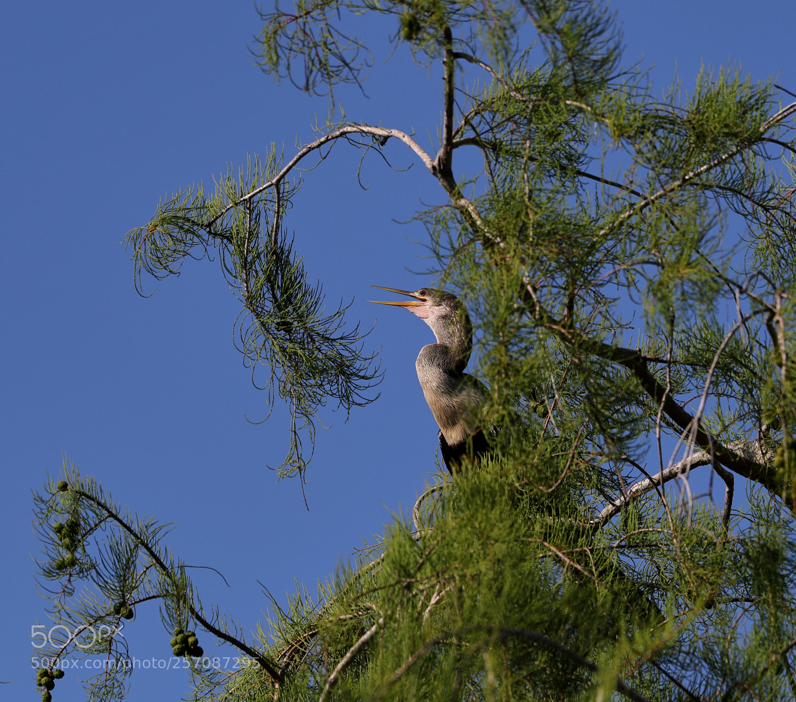 Canon EOS-1D X Mark II sample photo. 05-08-18-0016880.jpg photography
