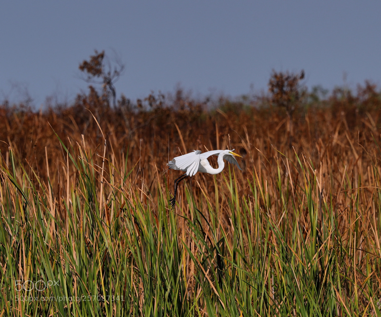 Canon EOS-1D X Mark II sample photo. 05-08-18-0016875.jpg photography