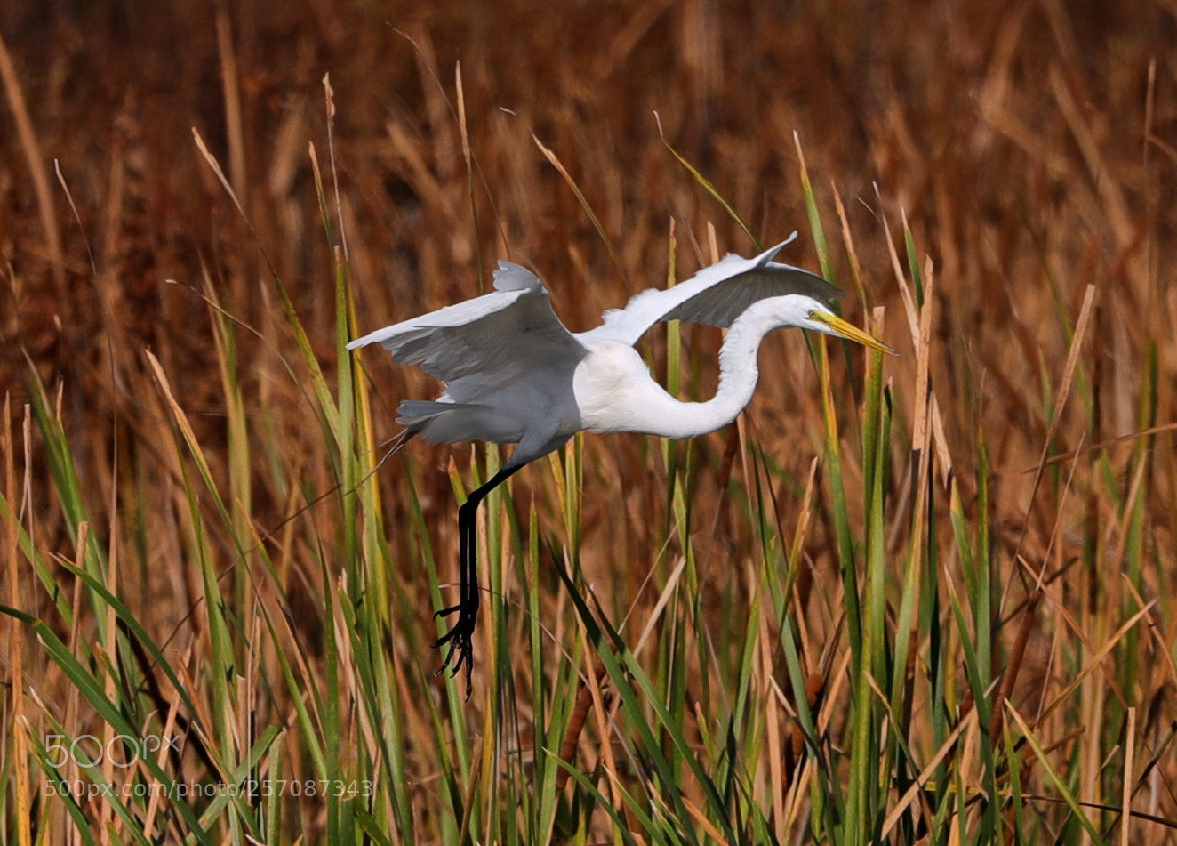 Canon EOS-1D X Mark II sample photo. 05-08-18-0016874.jpg photography