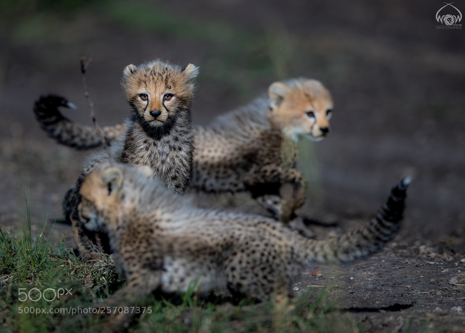 Canon EOS-1D X Mark II sample photo. Fur-balls photography