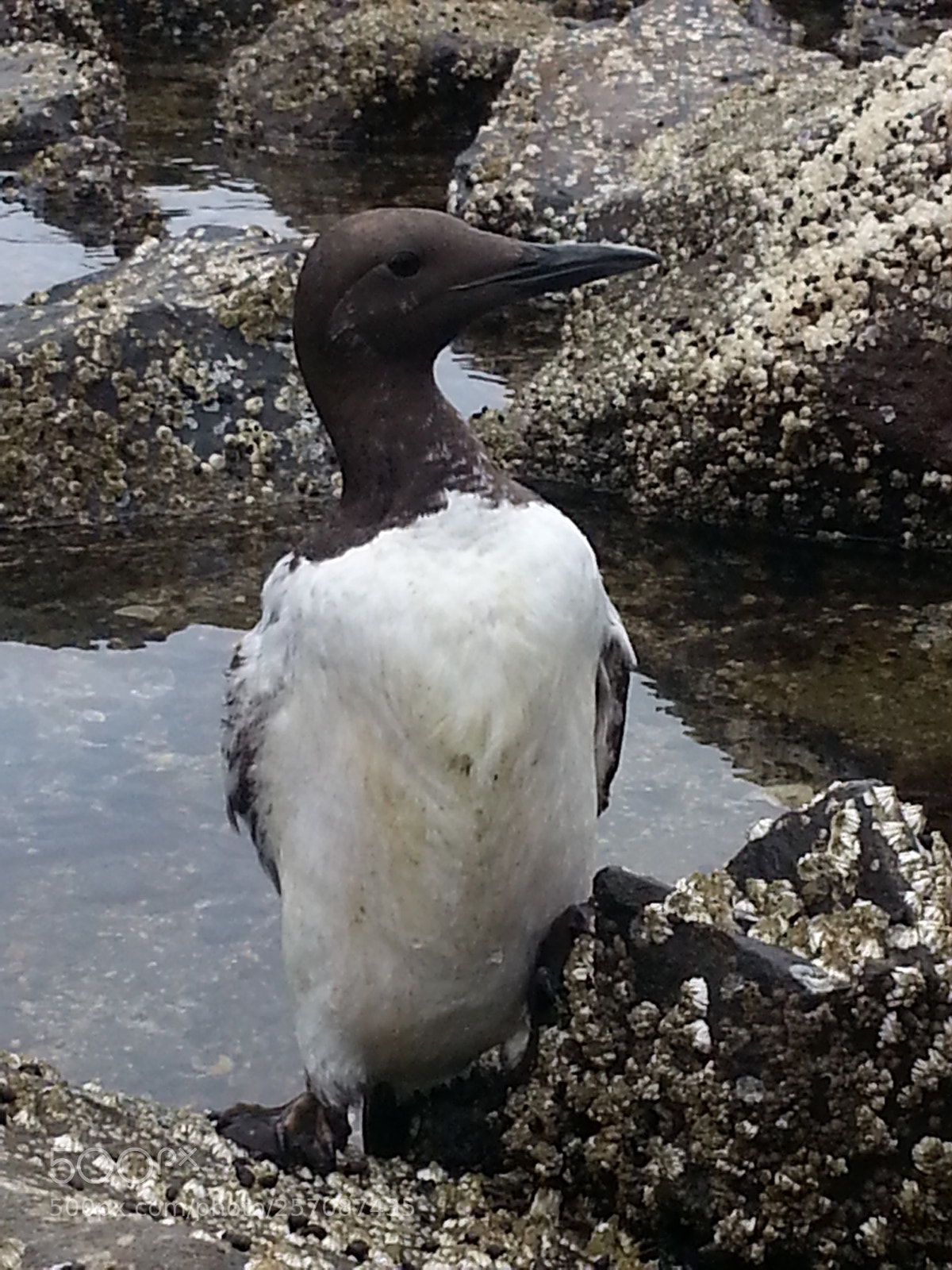 Samsung Galaxy S3 sample photo. Oregon coast rockaway beach photography