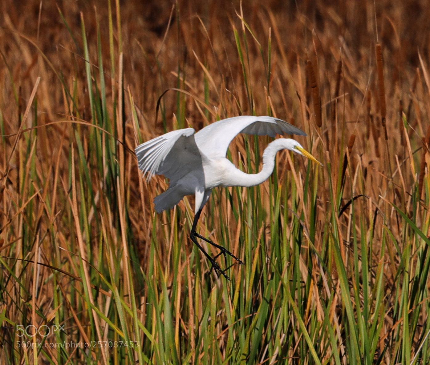 Canon EOS-1D X Mark II sample photo. 05-08-18-0016871.jpg photography