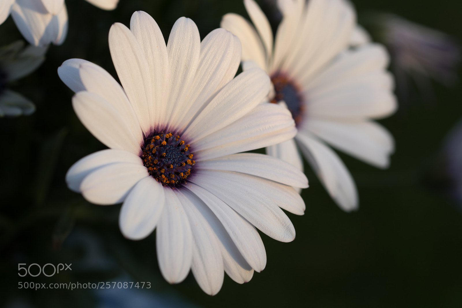 Nikon D7100 sample photo. White african daisy photography