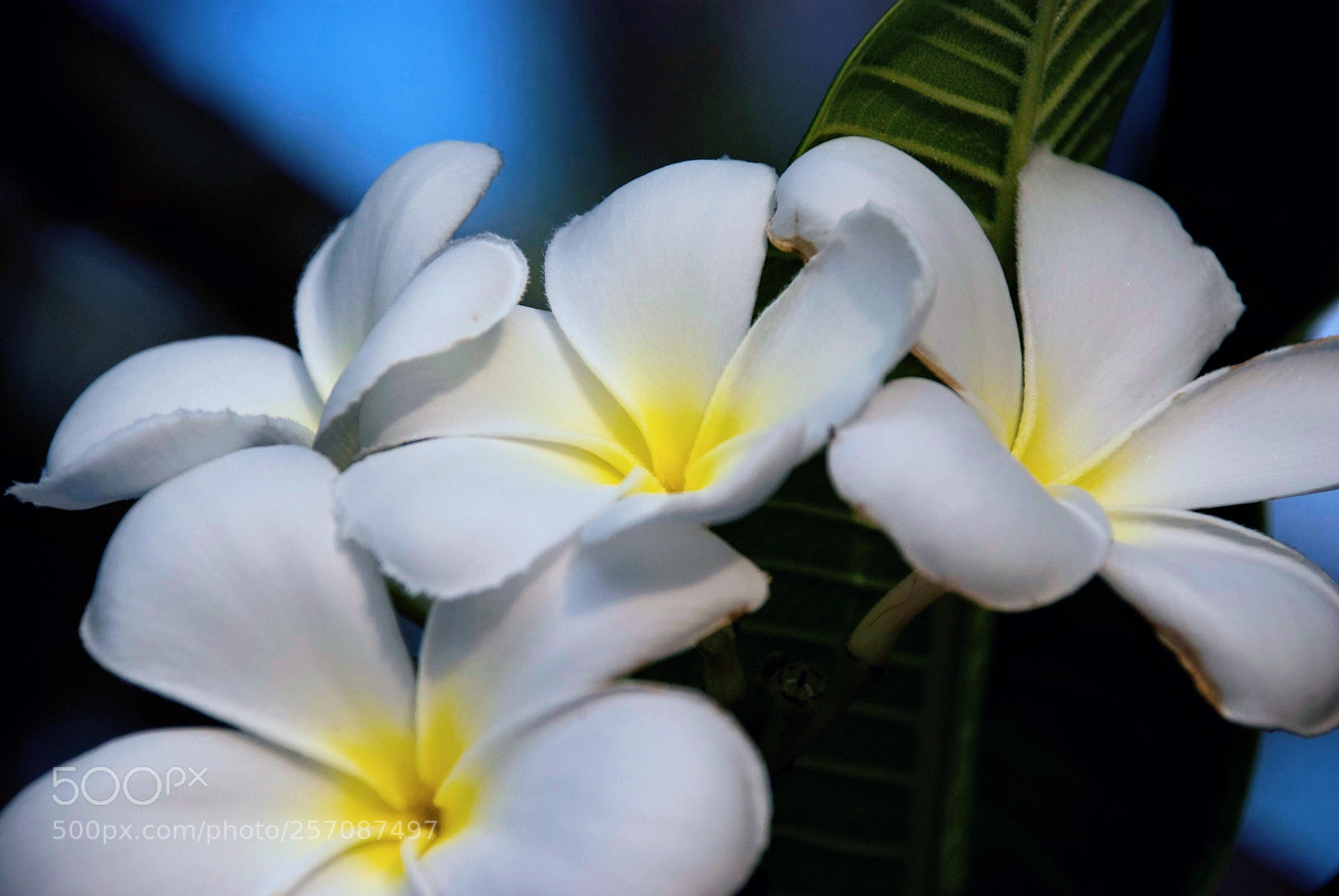 Nikon D80 sample photo. Frangipani photography
