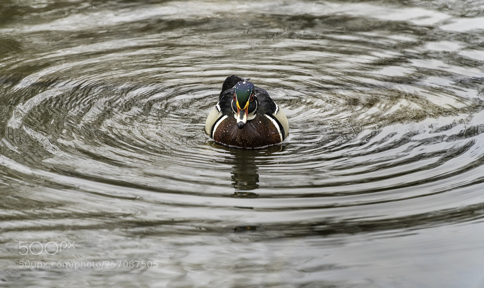 Sony a6500 sample photo. Canard branchu/wood duck photography