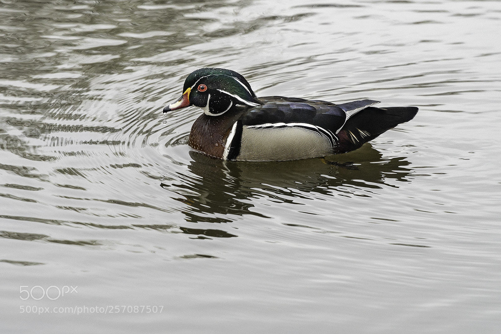 Sony a6500 sample photo. Canard branchu/wood duck photography