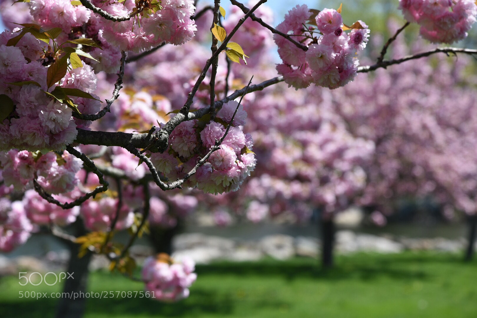 Nikon D750 sample photo. Spring has sprung  photography