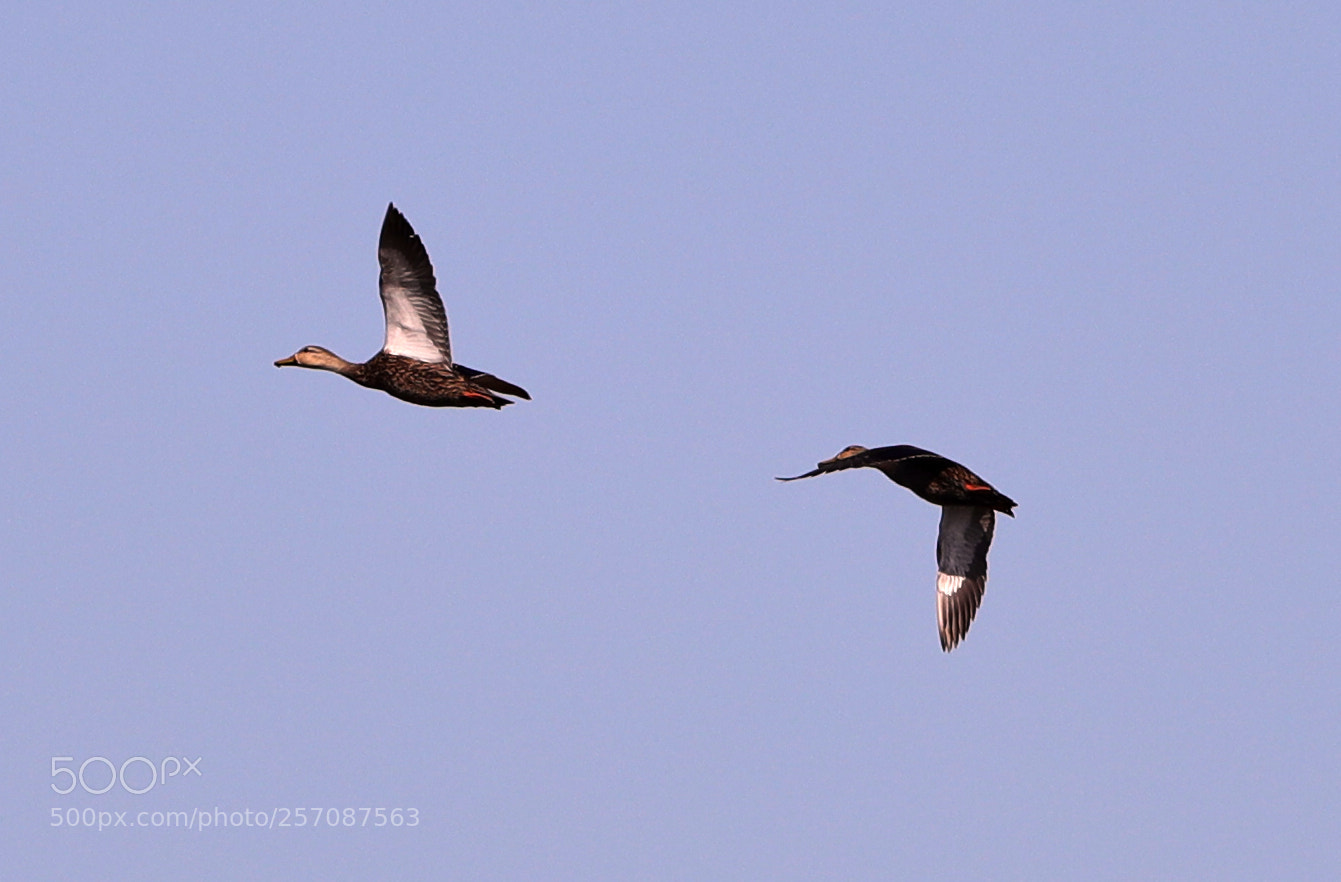 Canon EOS-1D X Mark II sample photo. 05-08-18-0016850.jpg photography
