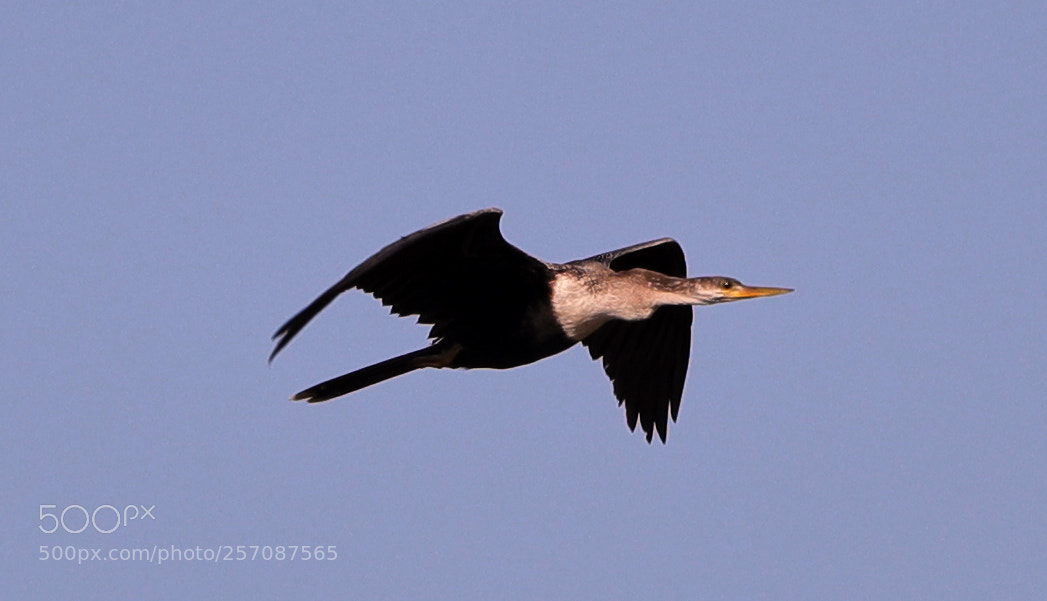 Canon EOS-1D X Mark II sample photo. 05-08-18-0016849.jpg photography