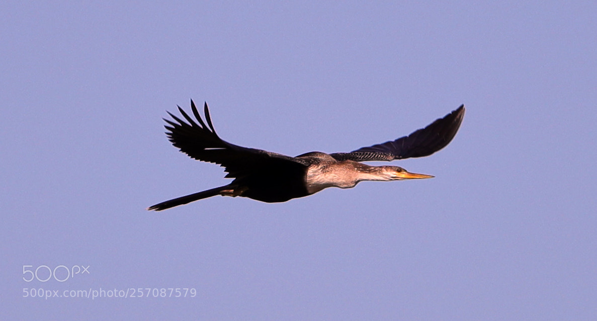 Canon EOS-1D X Mark II sample photo. 05-08-18-0016848.jpg photography