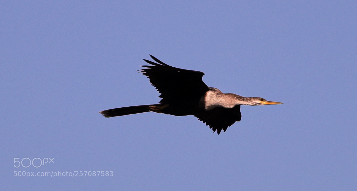 Canon EOS-1D X Mark II sample photo. 05-08-18-0016846.jpg photography