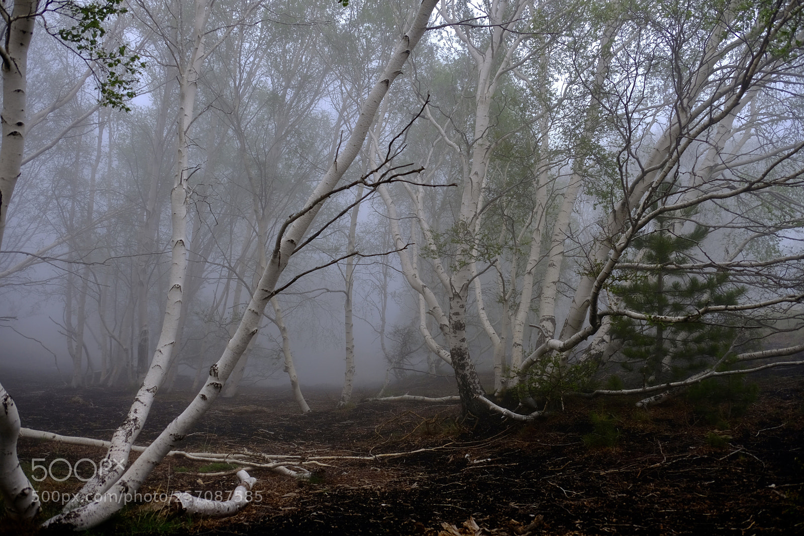 Fujifilm X-Pro2 sample photo. Into the mist photography