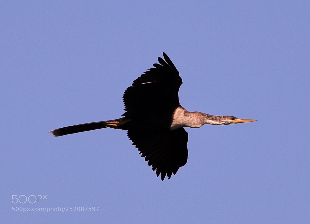 Canon EOS-1D X Mark II sample photo. 05-08-18-0016845.jpg photography