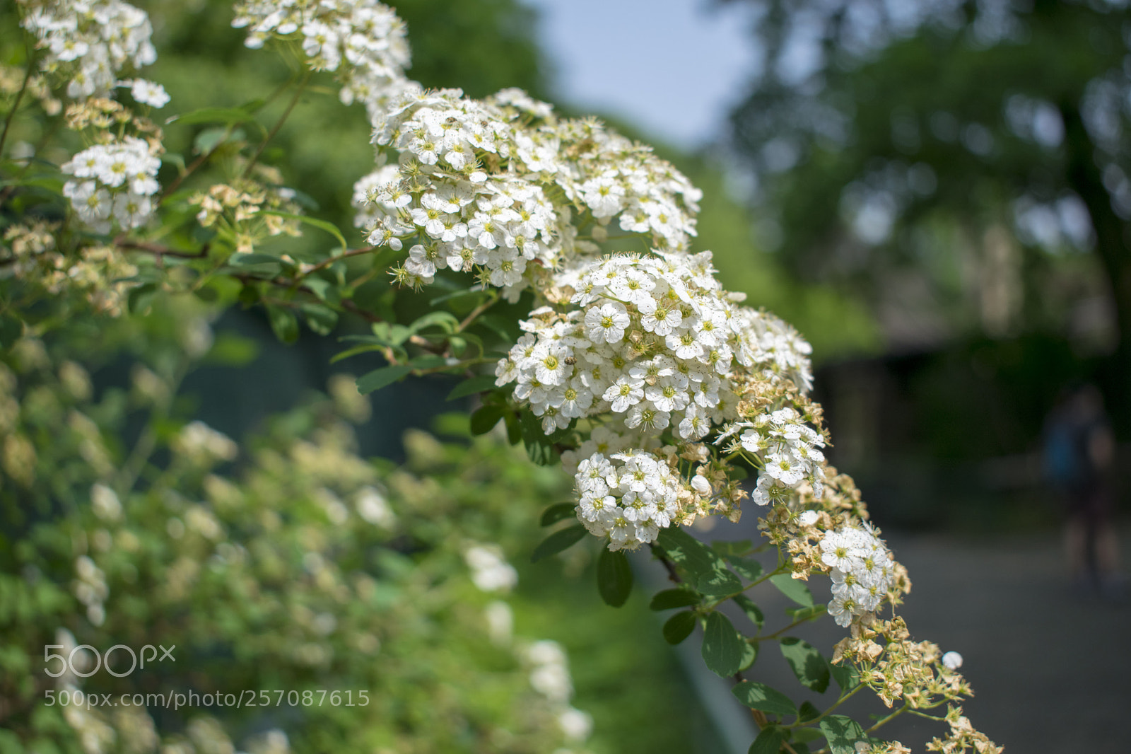 Nikon D5300 sample photo. Springvibes photography