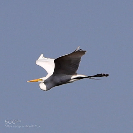 Canon EOS-1D X Mark II sample photo. 05-08-18-0016842.jpg photography