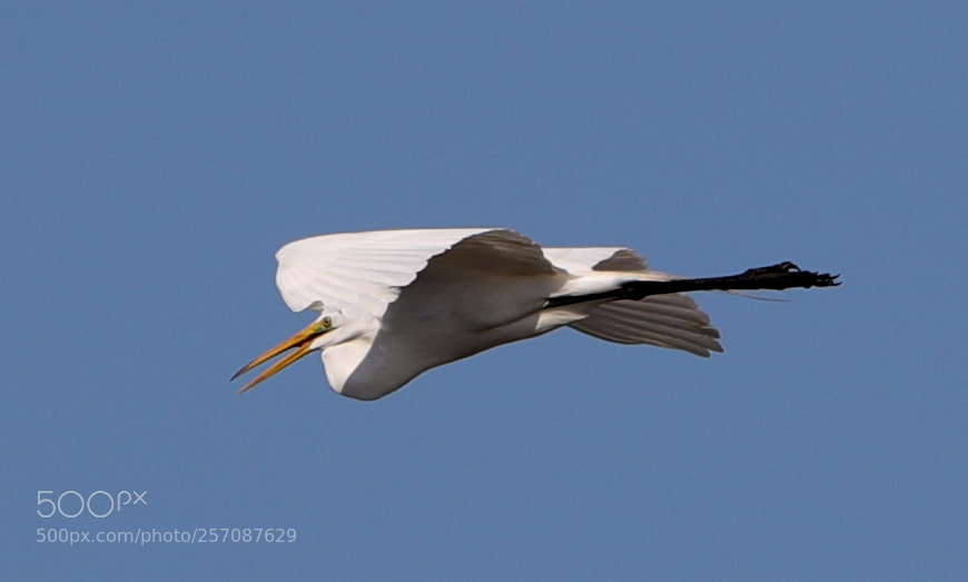 Canon EOS-1D X Mark II sample photo. 05-08-18-0016833.jpg photography