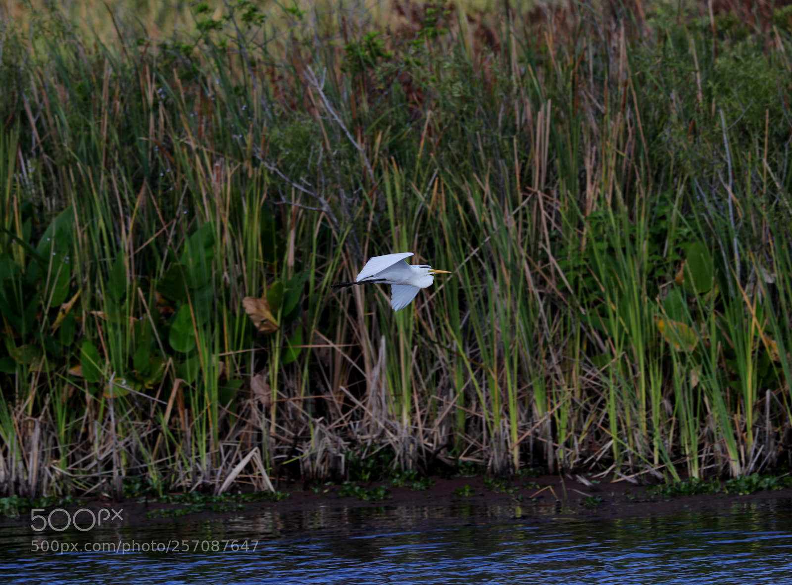 Canon EOS-1D X Mark II sample photo. 05-08-18-0016821.jpg photography