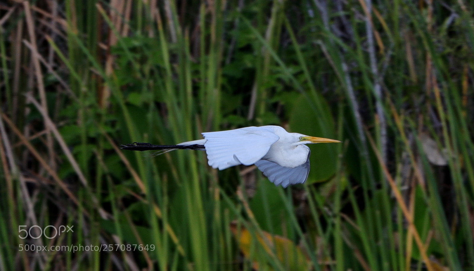 Canon EOS-1D X Mark II sample photo. 05-08-18-0016820.jpg photography