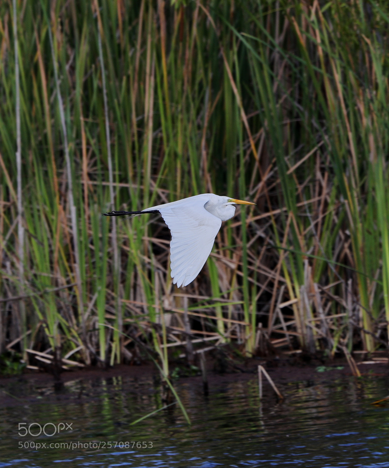 Canon EOS-1D X Mark II sample photo. 05-08-18-0016819.jpg photography
