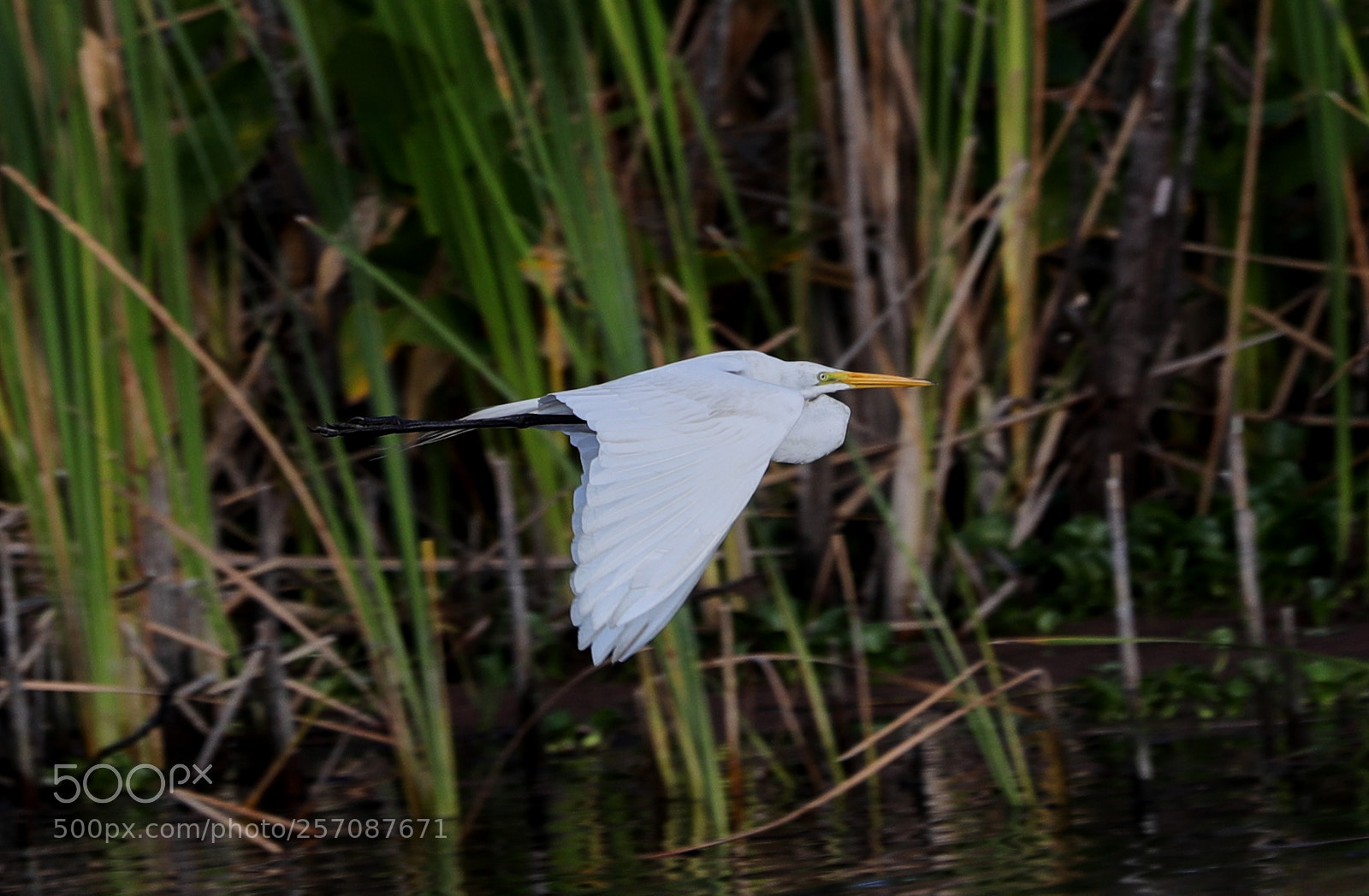 Canon EOS-1D X Mark II sample photo. 05-08-18-0016816.jpg photography