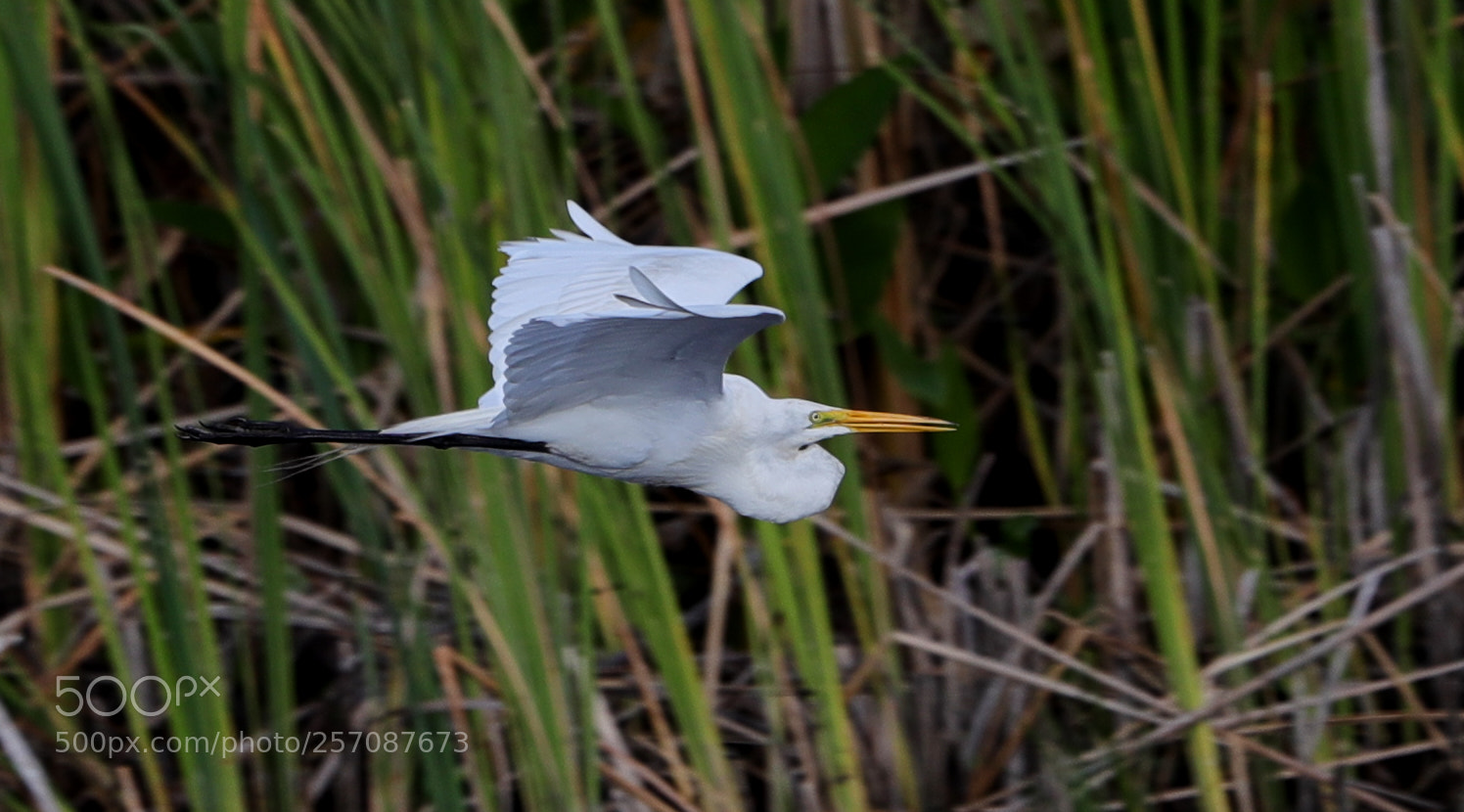 Canon EOS-1D X Mark II sample photo. 05-08-18-0016817.jpg photography