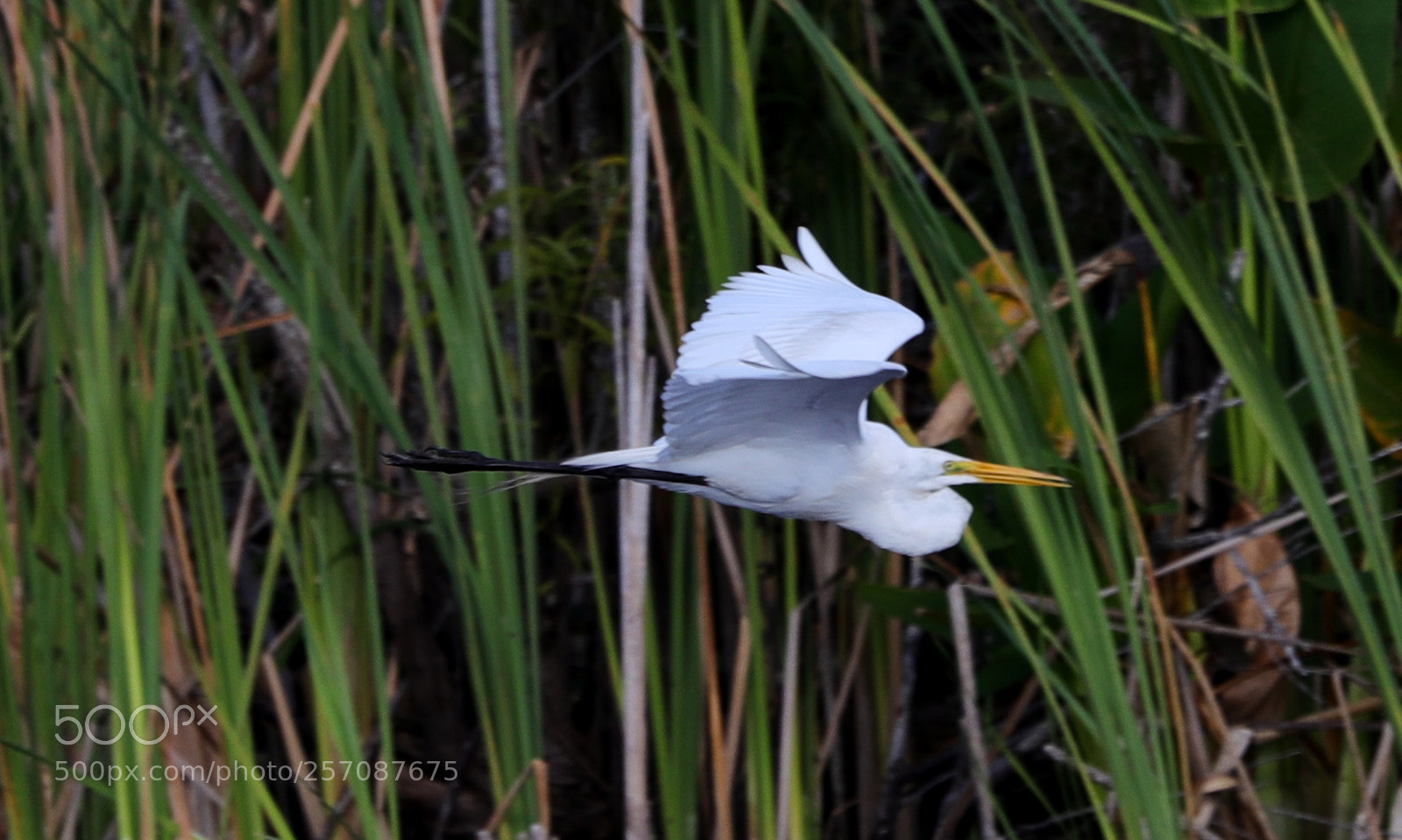 Canon EOS-1D X Mark II sample photo. 05-08-18-0016818.jpg photography