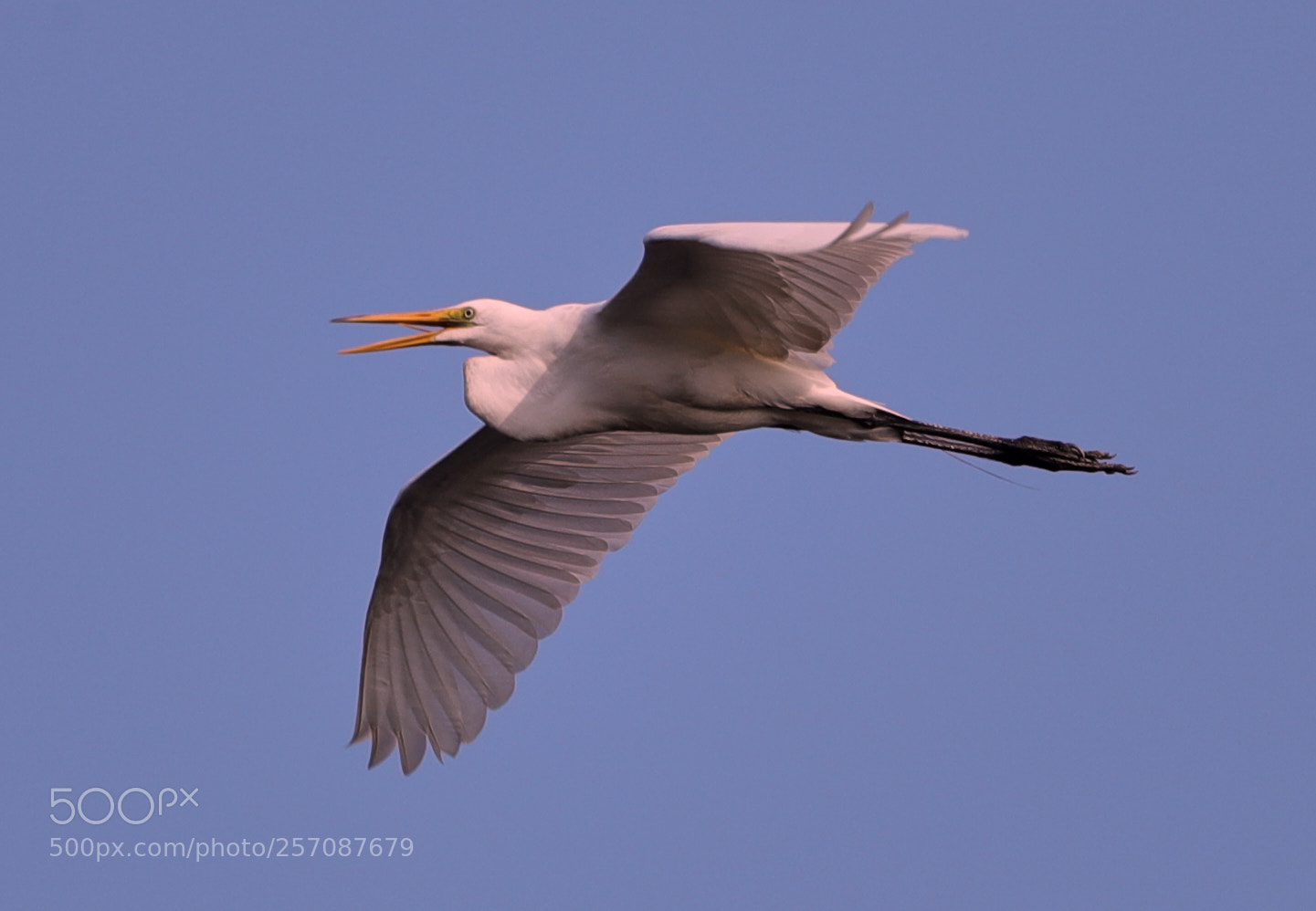 Canon EOS-1D X Mark II sample photo. 05-08-18-0016815.jpg photography