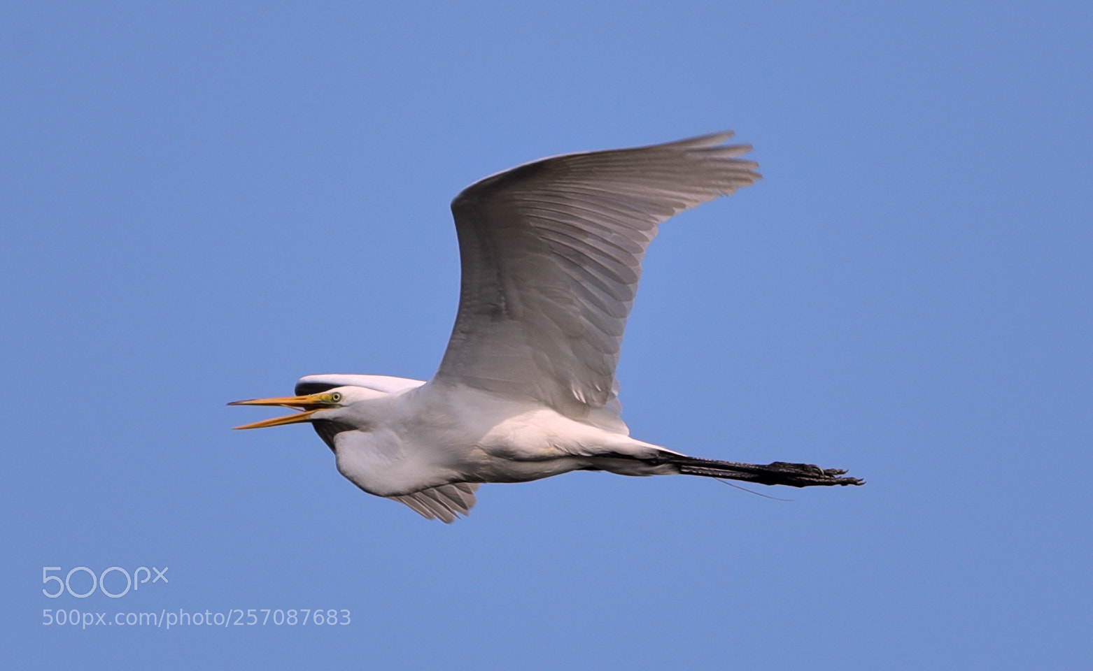 Canon EOS-1D X Mark II sample photo. 05-08-18-0016814.jpg photography