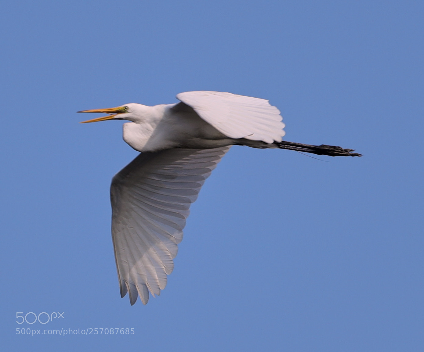 Canon EOS-1D X Mark II sample photo. 05-08-18-0016813.jpg photography