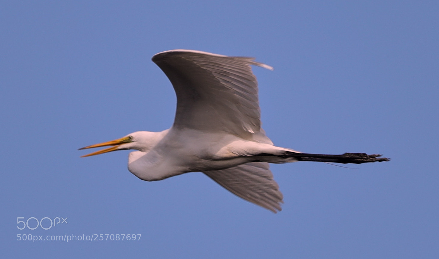 Canon EOS-1D X Mark II sample photo. 05-08-18-0016810.jpg photography