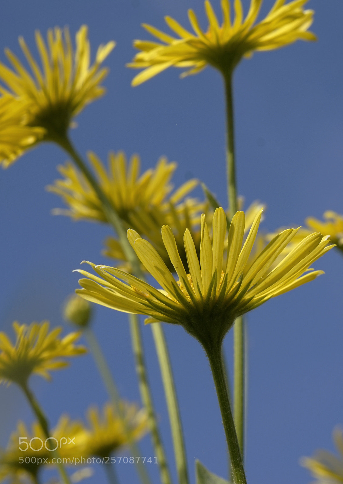 Sony Alpha a5000 (ILCE 5000) sample photo. Yellow flowers photography