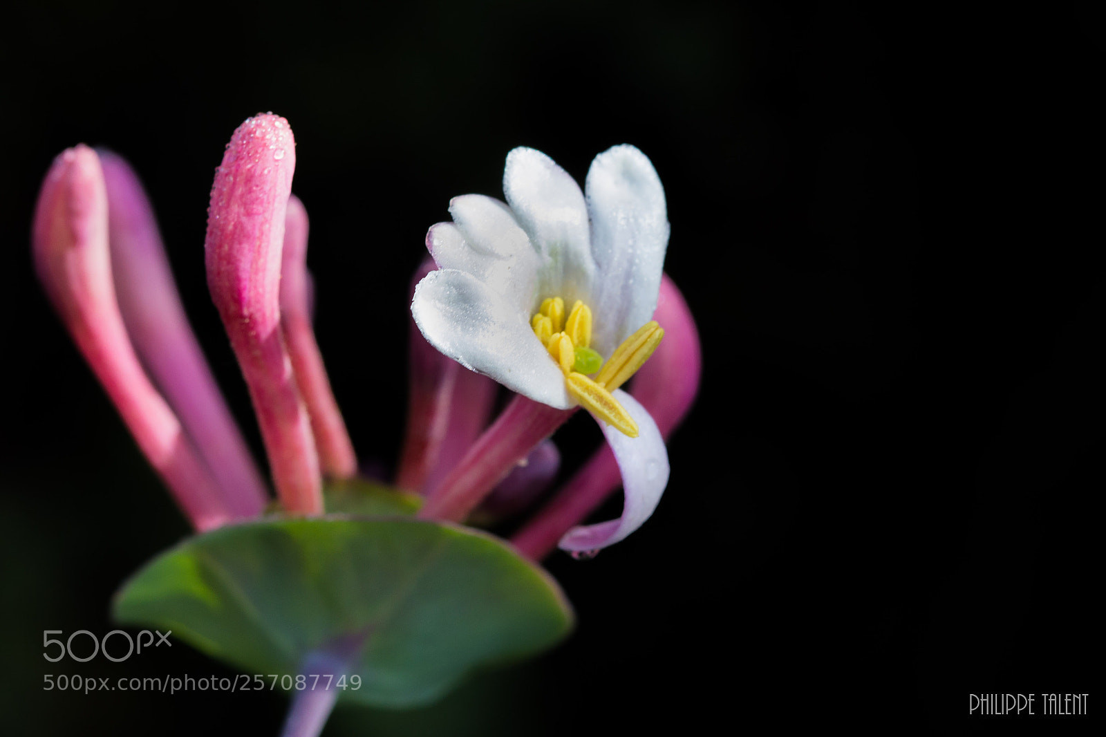 Canon EOS 60D sample photo. Chevrefeuille photography