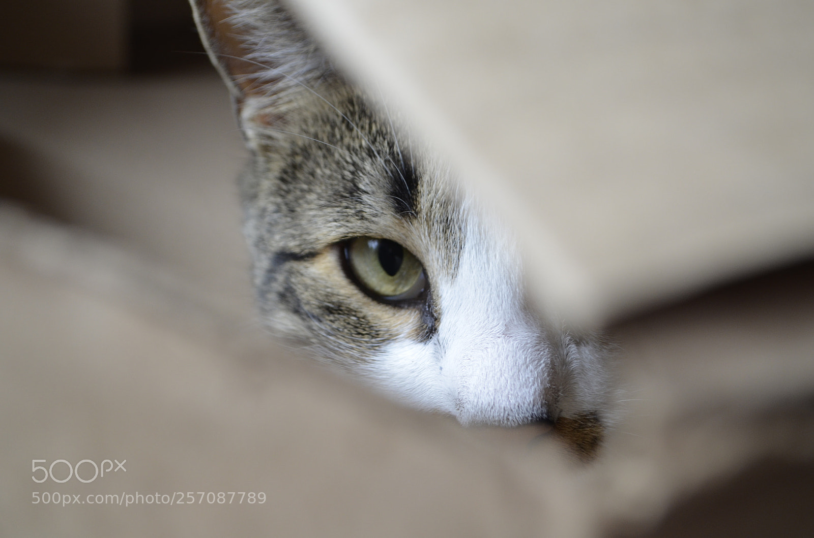 Nikon D5100 sample photo. Eye photography