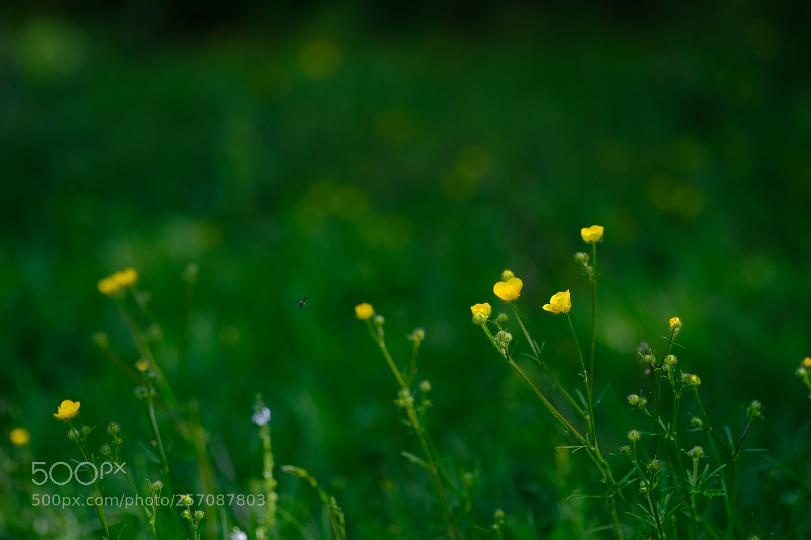 Fujifilm X-E3 sample photo. Velvia photography