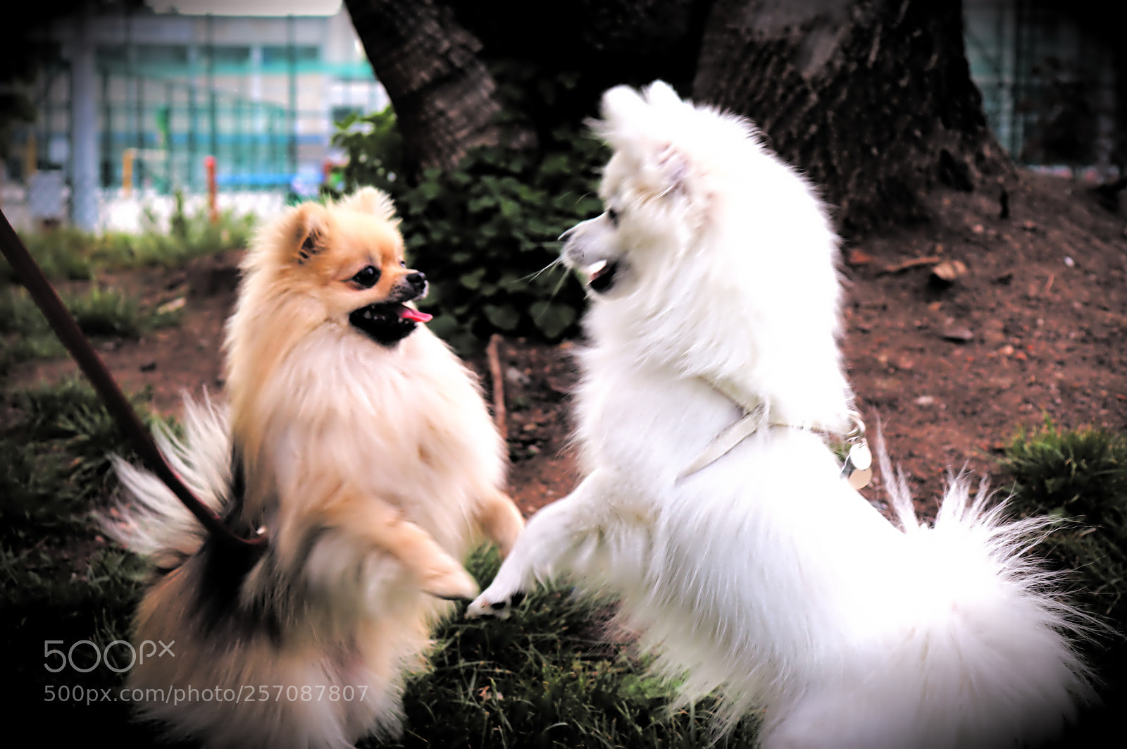 Canon EOS 200D (EOS Rebel SL2 / EOS Kiss X9) sample photo. What is your meaning? photography