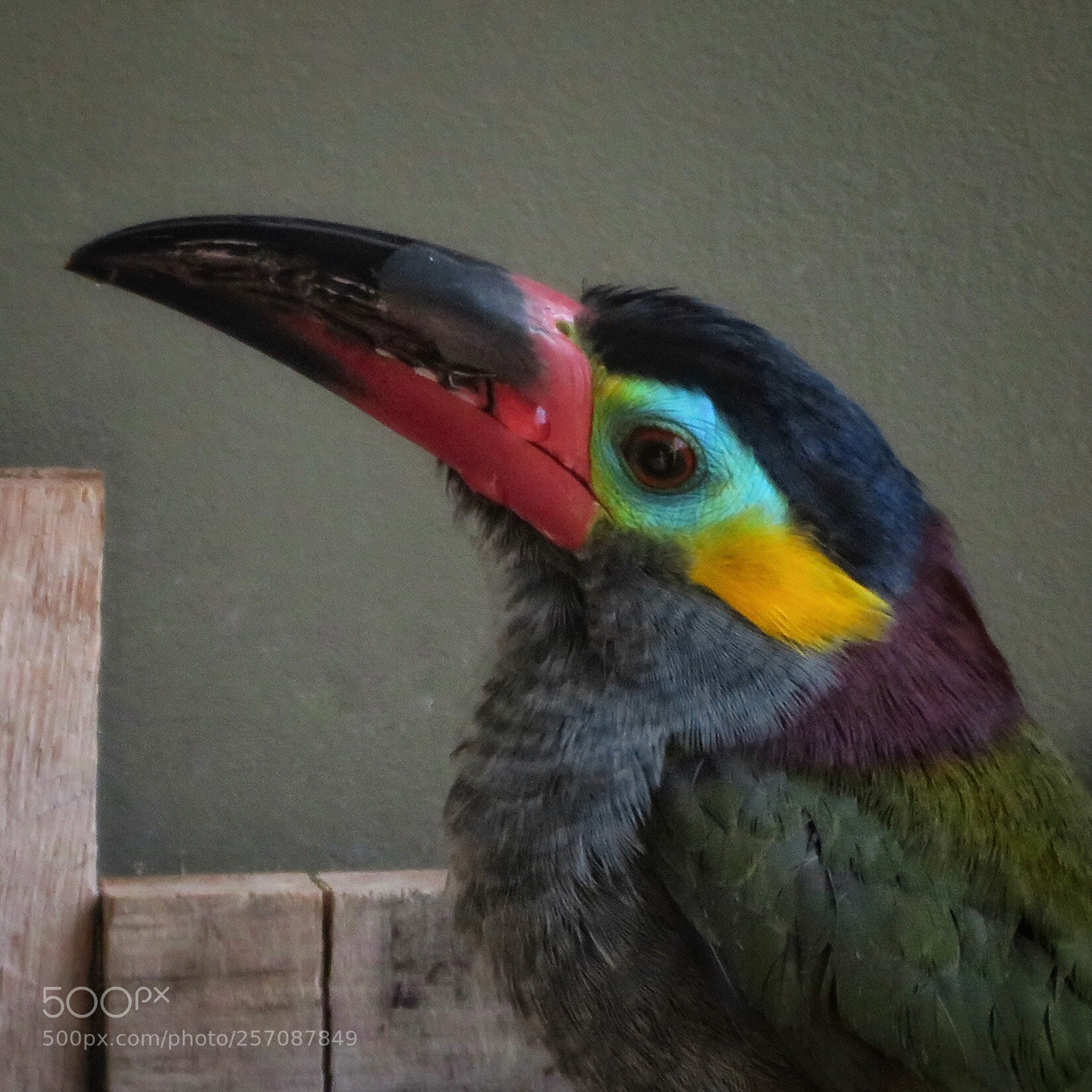 Canon PowerShot SX720 HS sample photo. Guyana toucanet photography