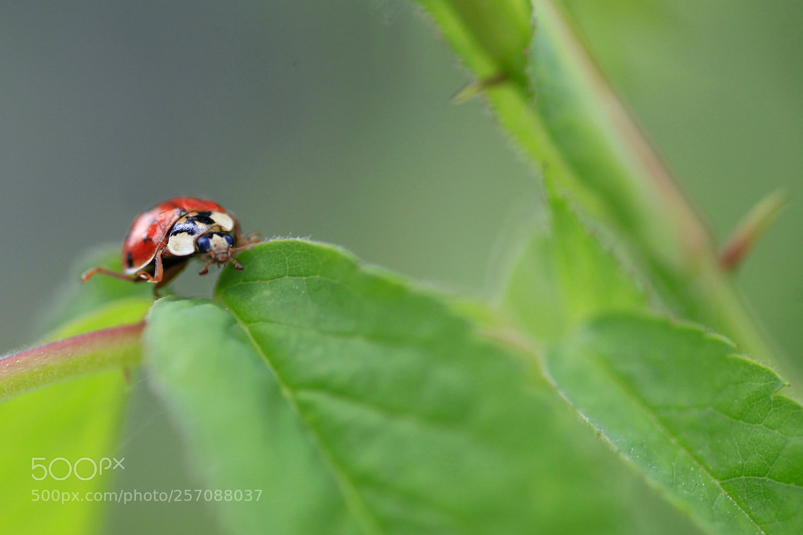 Canon EOS 5D Mark II sample photo. Tiny model photography