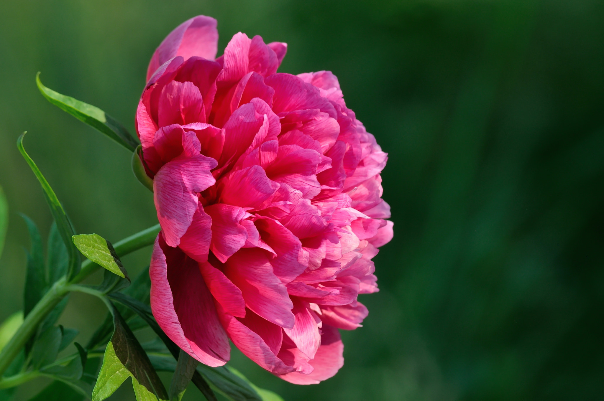 Nikon D5000 sample photo. Peony photography